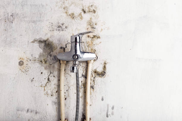 Best Mold Testing  in Amity, OR