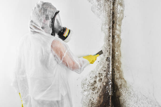 Best Mold Damage Repair  in Amity, OR