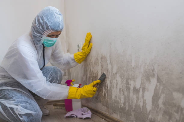 Professional Mold Removal in Amity, OR