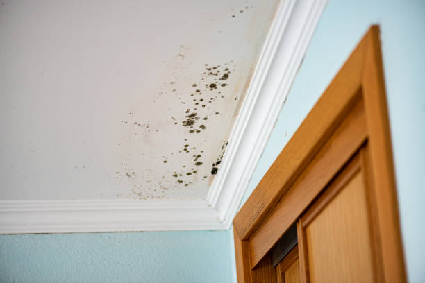 Best Crawl Space Mold Removal  in Amity, OR