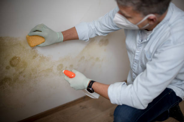Home Mold Removal in Amity, OR