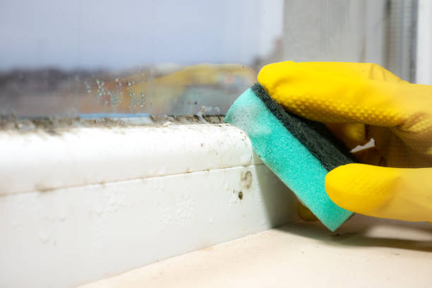 Best Mold Removal Company Near Me  in Amity, OR