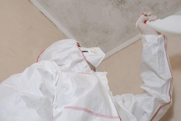 Best Toxic Mold Removal  in Amity, OR