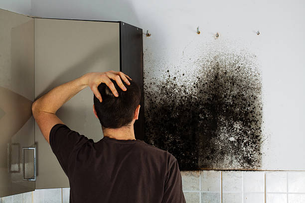 Best Emergency Mold Removal  in Amity, OR