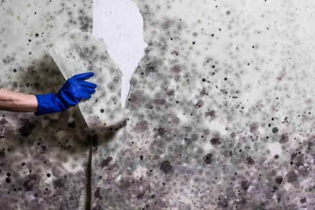 Best Attic Mold Removal  in Amity, OR