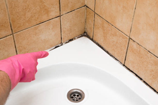 Best Black Mold Removal  in Amity, OR